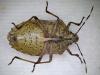 Rhaphigaster nebulosa
